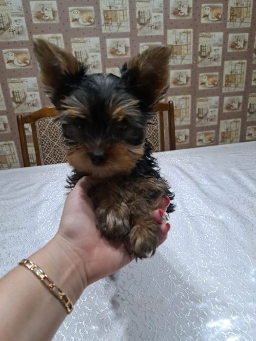 Иоркширский терьер