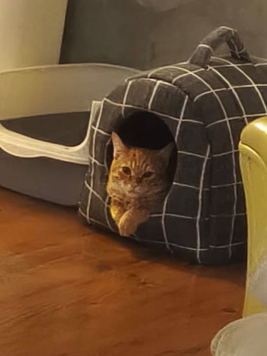 Отдам котёнка в добрые руки