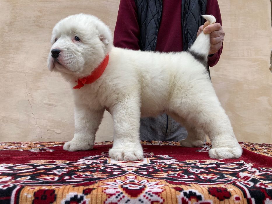 Щенок Алабая ( Супер Гигант )