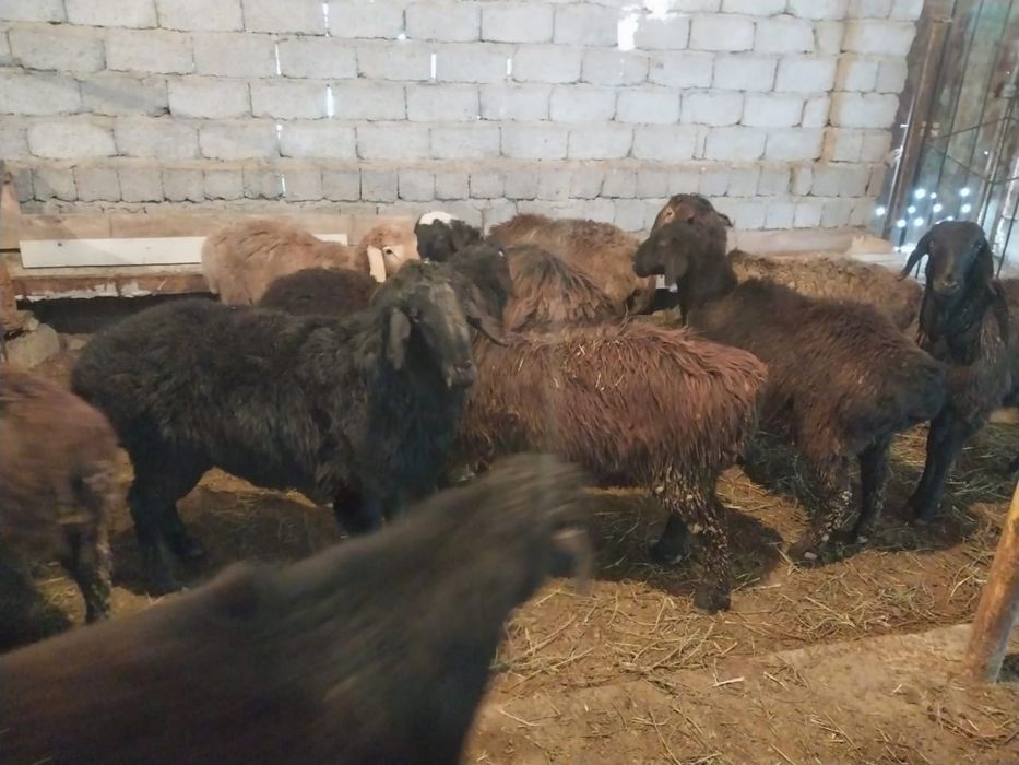 Продам баранов породистые