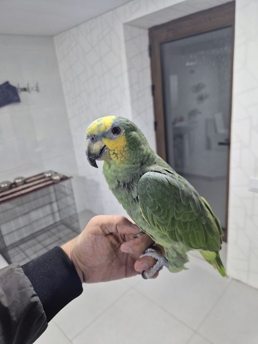 Ара Жако Какаду