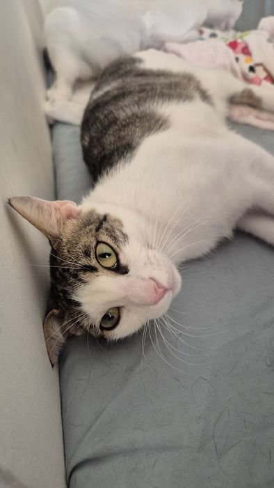 Greta pisica care cauta oameni