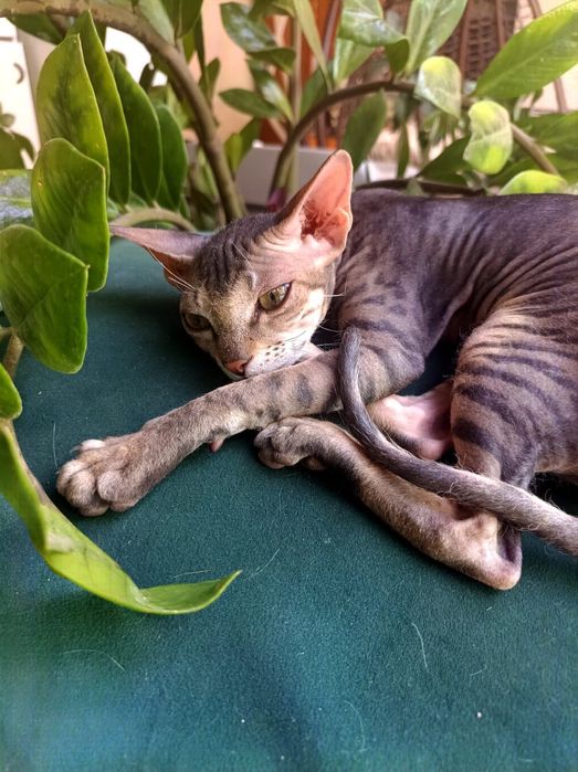 Продам девочку Сфинкс