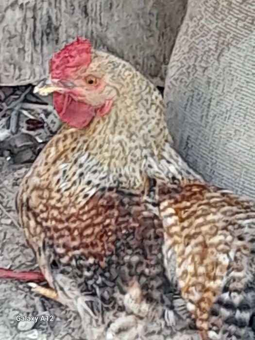 Vând iepuri si rațe
