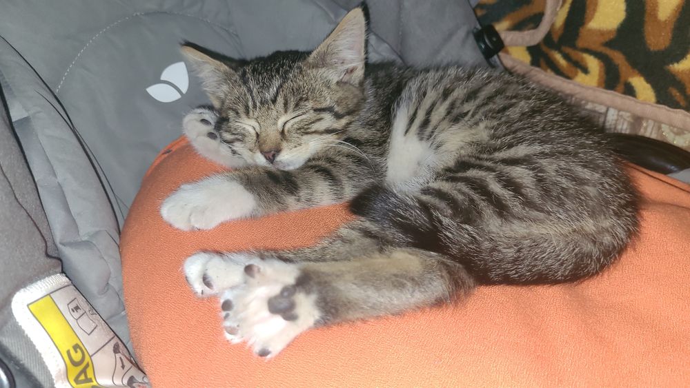 Ищу новый дом котенку