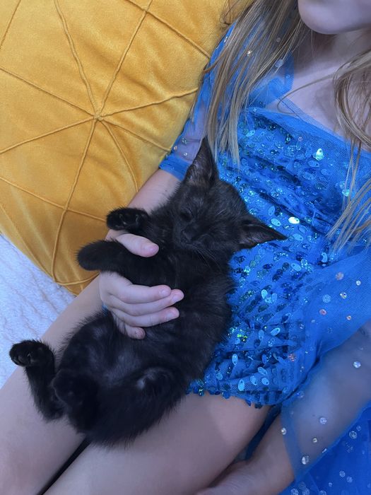 Котенок девочка