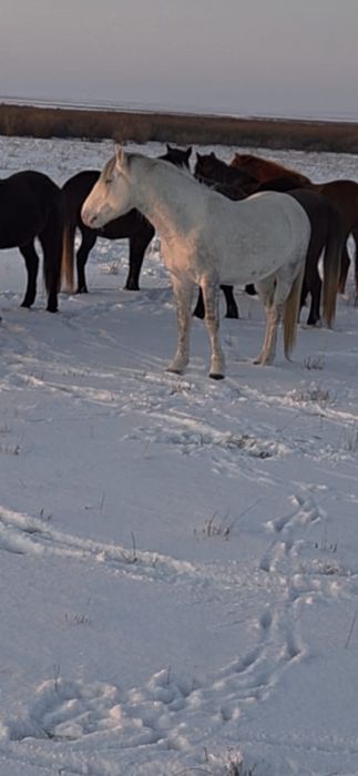 Айғыр жеребец сатылады