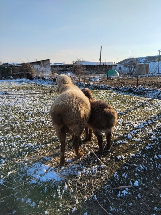 Осы козлы кои сатылады