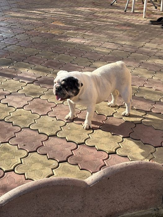 Buldog francez femela