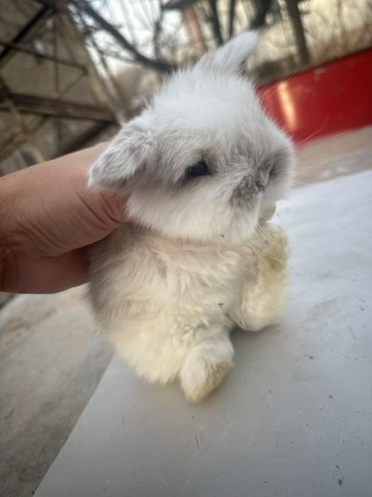 Кролики декоративные карликовые