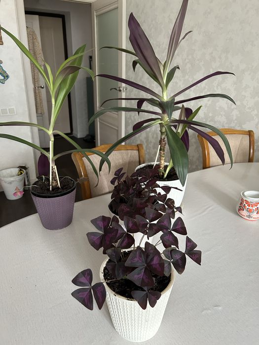 Продам комнатные цветы.