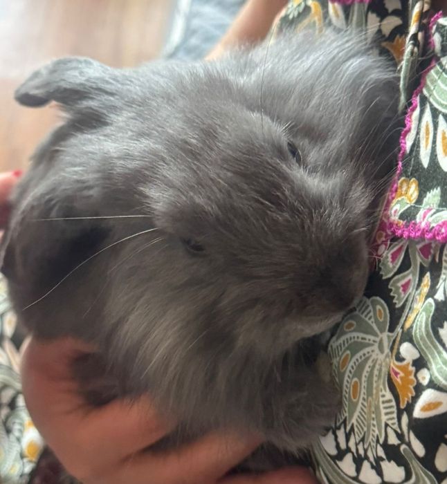 Декаротивный кролик