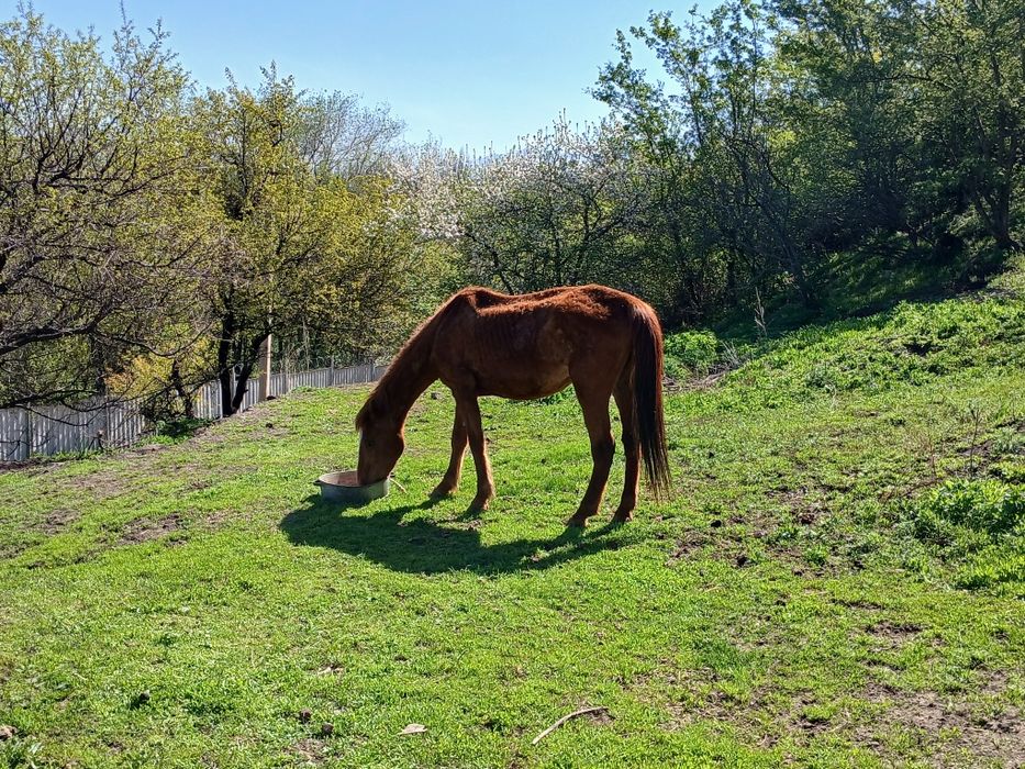 Екі бие сатылады