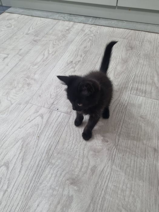 Милая кошечка в добрые руки