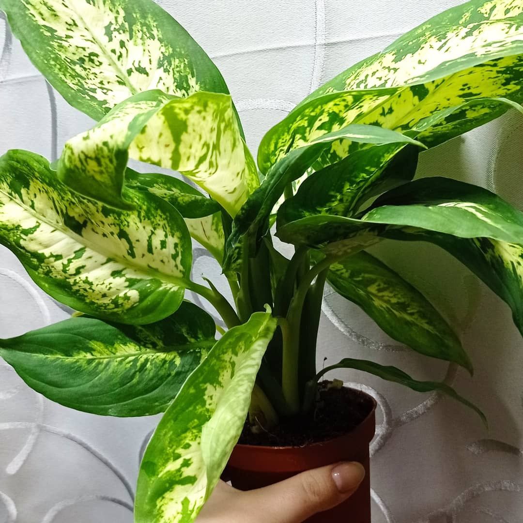 Диффенбахия компакта Dieffenbachia compacta