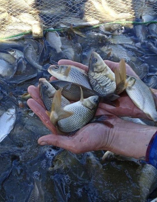 Assalomu Alleykum Sigaletka baliqlar bor boqishga tayyor