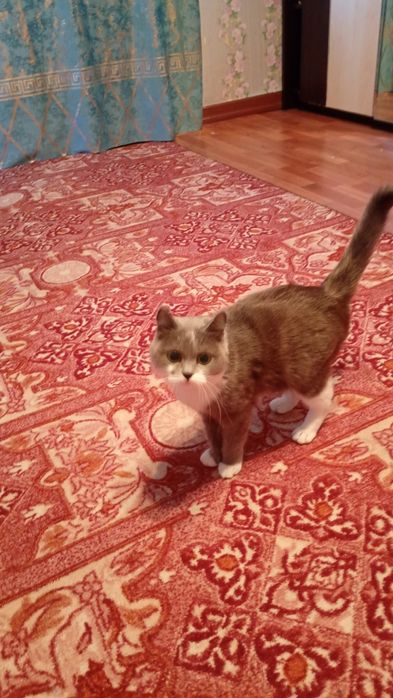 Кошка домашняя ухоженная