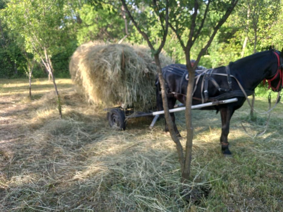 Manză de 2 ani impliniți