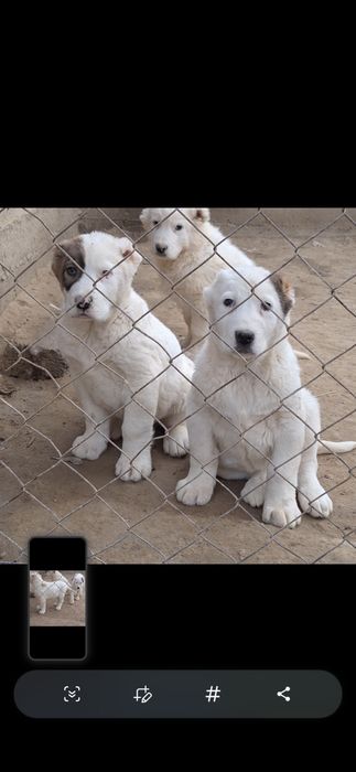 Алабай қарабасик күшіктер