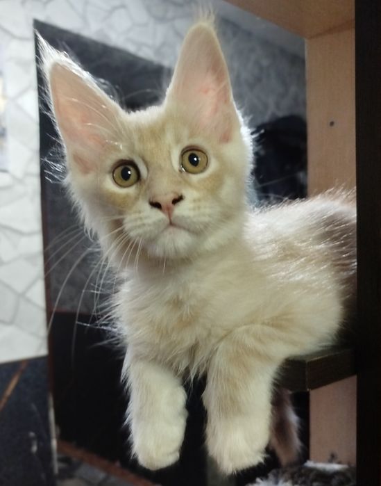 Котята Мейн-кун с документами