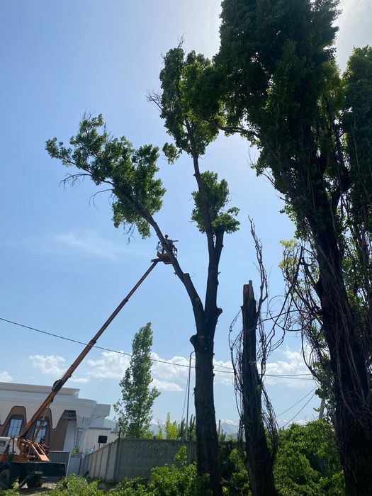 Спил деревьев санитарная обрезка!!!