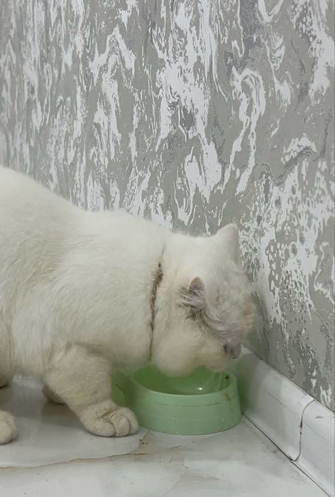 Britansky Gegant mushuk sotiladi