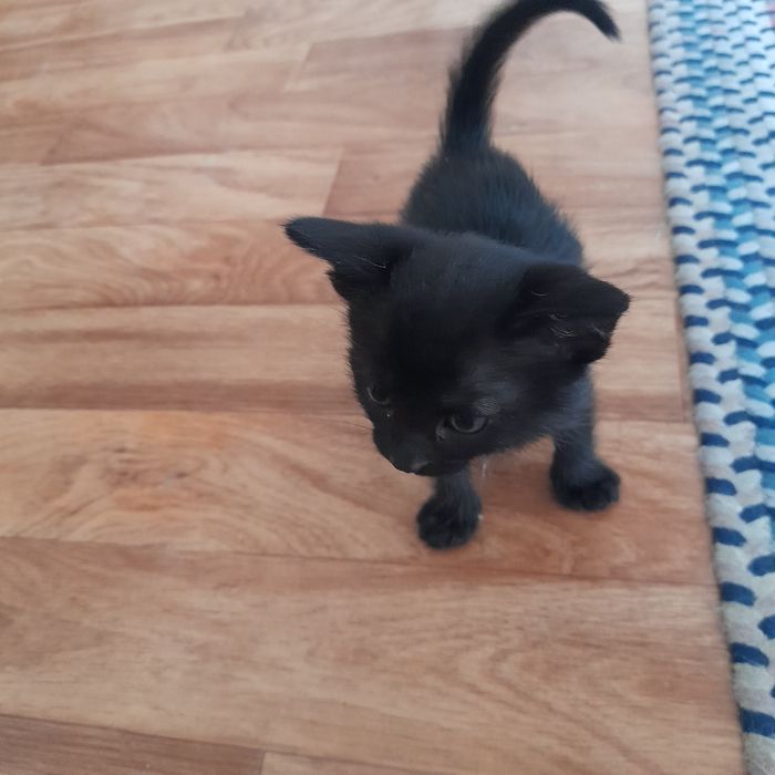 котята бесплатно