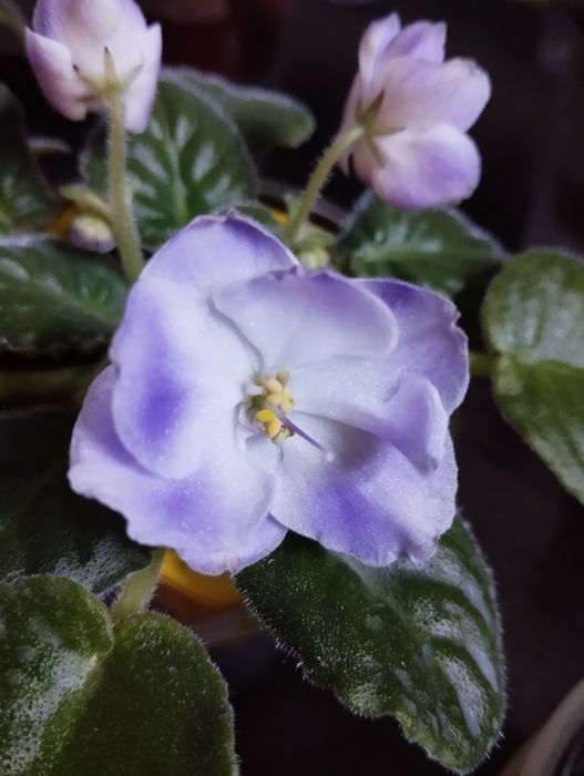 Фиалки разные виды