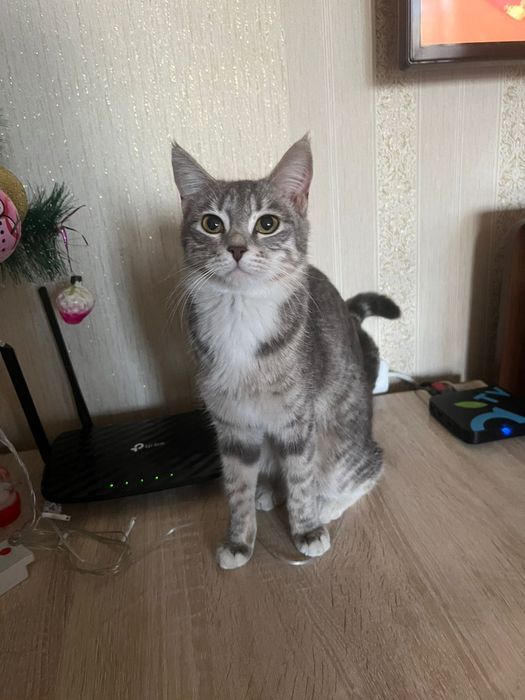 Кошечка на пристройство