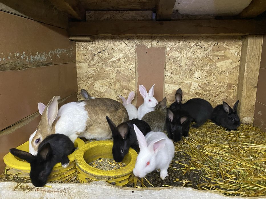 Vand pui de hycole francez 1,5luni