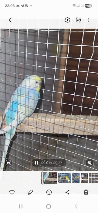 Радужни пара сотилади