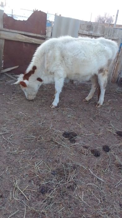 Сиыр сатылады, буаз бәрі