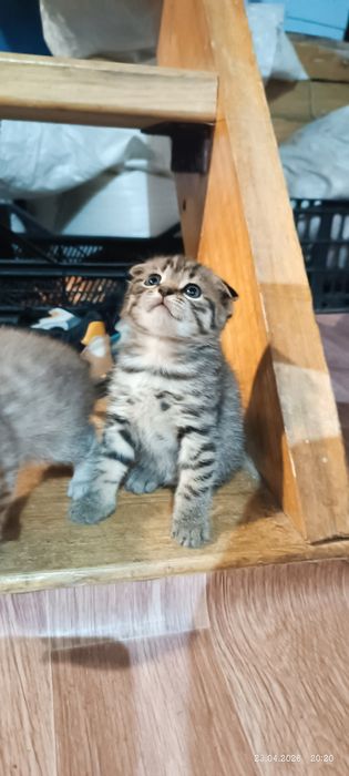 Британские котята