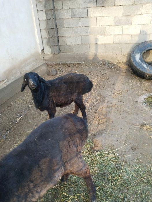 Тоқтылар сатылады штугы 85000 екеу быр жер ден