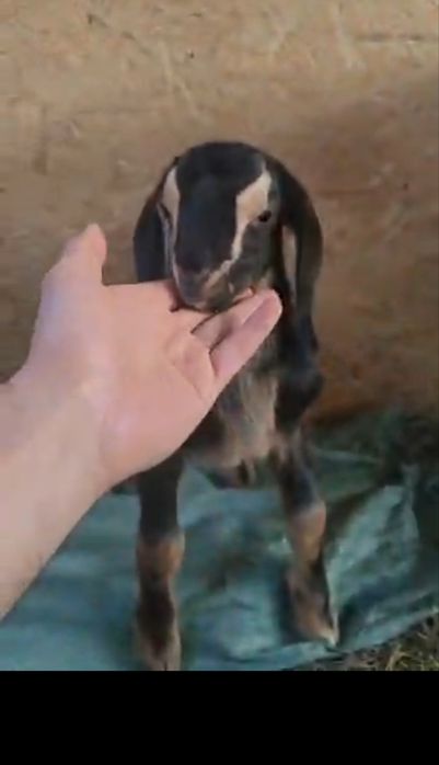 Козлик КамориЗаан