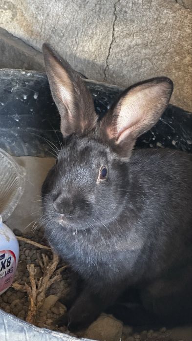 Қояндар сатылады