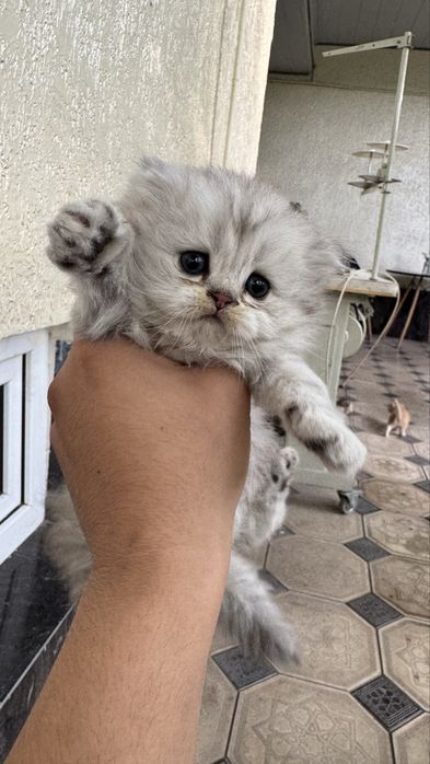 Шотландский страйт