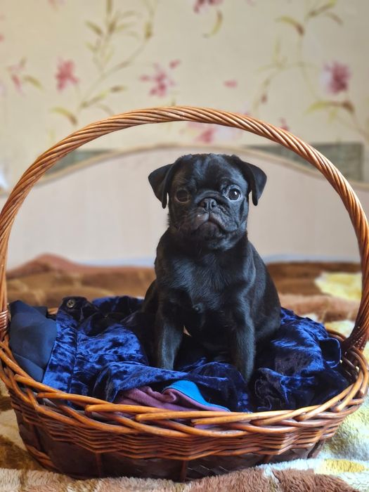 Щенки мопса с документами девченки