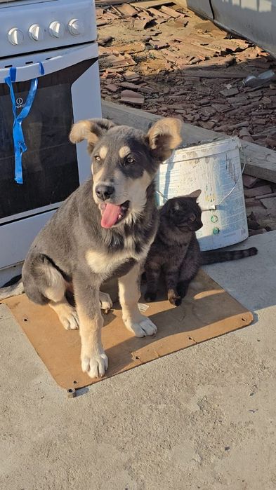 Отдам даром собака