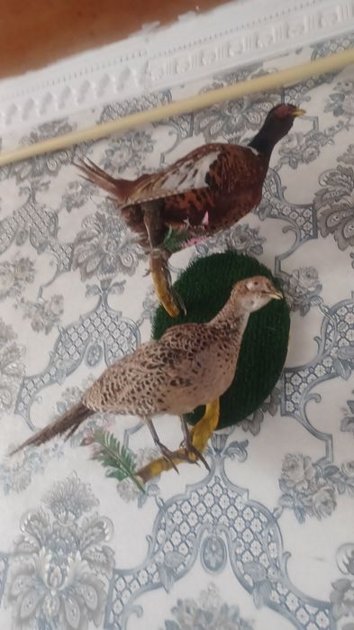 Продаем чучело  шакала и беркута за150доллоров