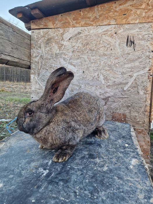 Urias german gri fier