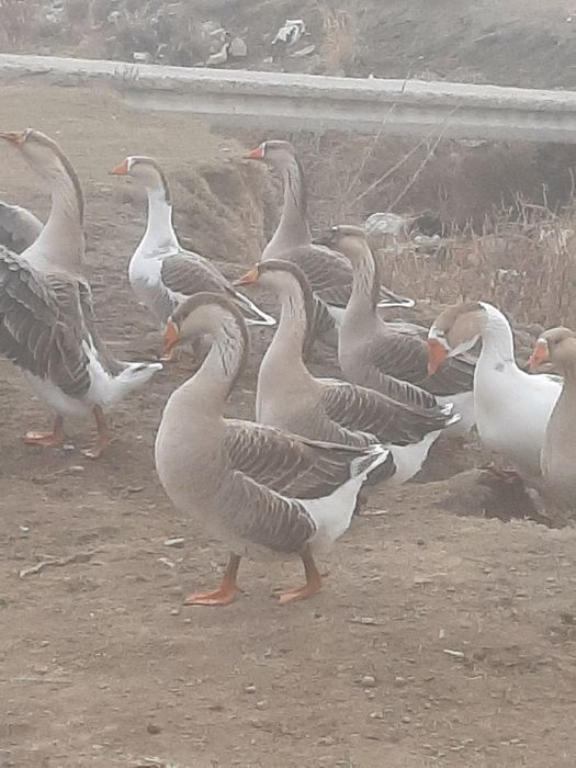 Гуси и молодняк мартовский