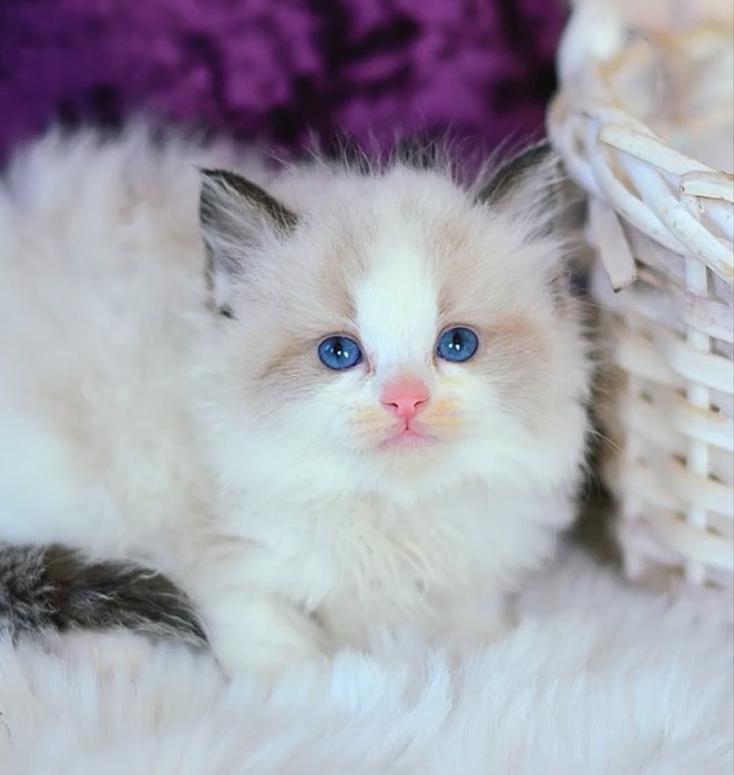 Regdoll Рэгдолл!!!