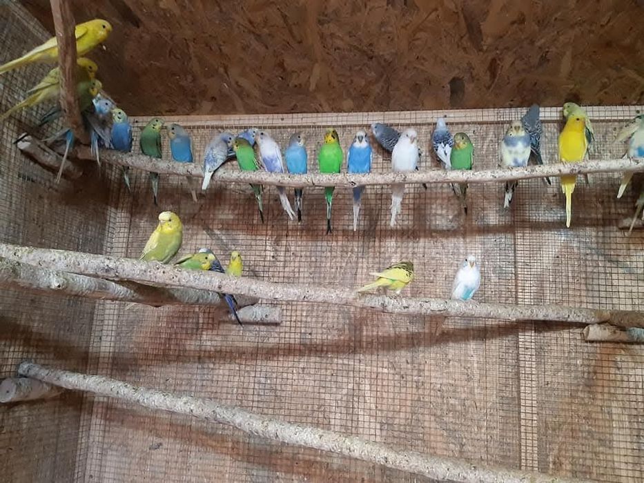 Vand perusi  tineri si maturi