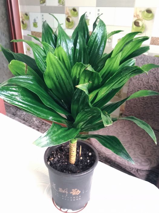 Пальму драцену продам