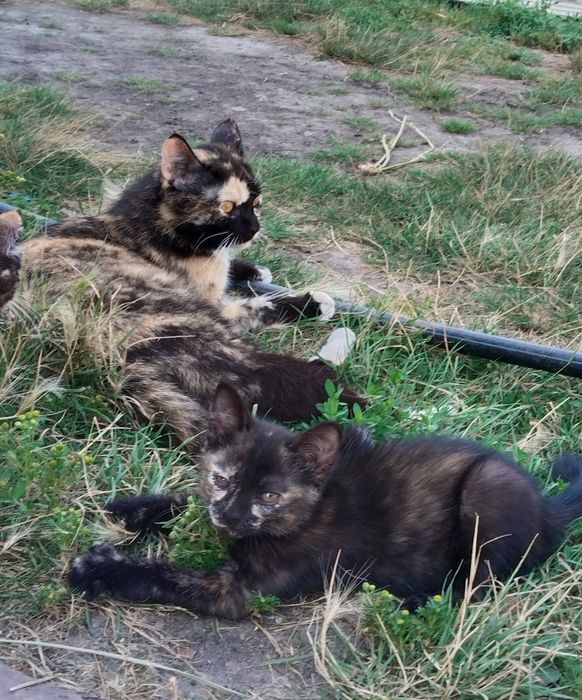 Отдам котят в добрые руки
