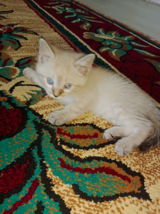 Котенки породистые