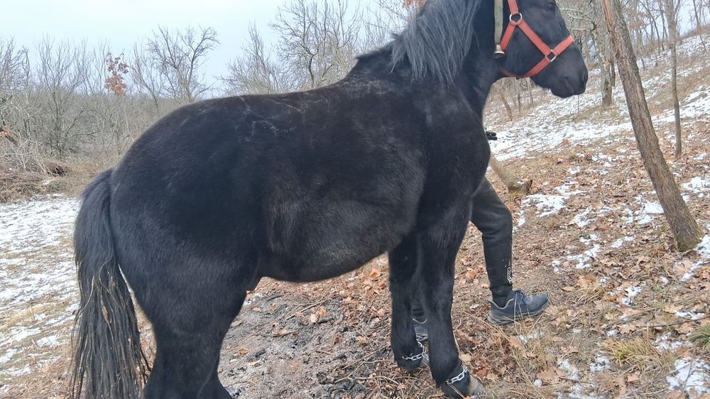 Vand doi manzii cu acte in regula