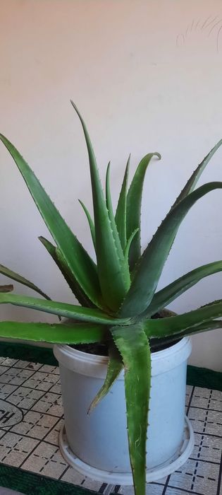 Aloe gullari sotiladi