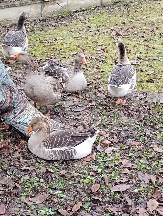 Vând gâște tinere și ouă proaspete pentru incubat sau consum